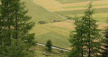 Plang Faller