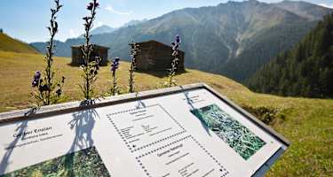 28 informative Schautafeln geben Einblick in die Flora des Samnauntales.
