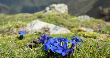 Lampsenspitze
