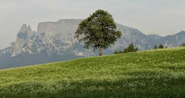 rittner-horn-ab-pemmern-6204-0
