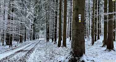 Rundweg Feldhase