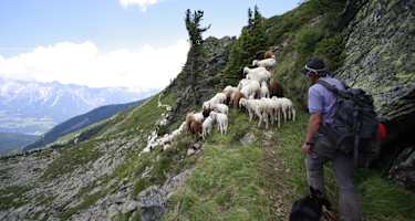 Schafsinn Rundweg, Schäfer mit Herde