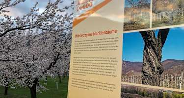 Infotafel Wohlerzogen auf der Marillenmeile in Rossatz-Arnsdorf