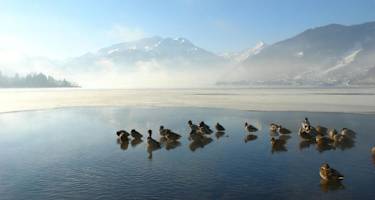 See mit Enten