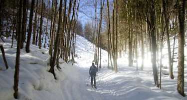 Sanfter Aufstieg durch den Wald im ersten Teil der Tour