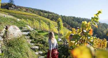 Am Törggelesteig in Neustift