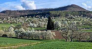 Steuobstwiesen am Fusse des Farrenberges