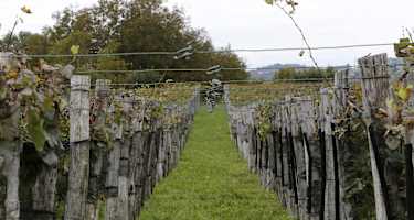 Wandern in den Weinbergen