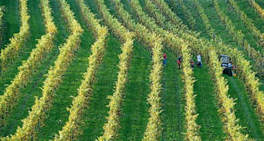 Weinreben im Apfelland