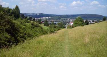 wiesengj