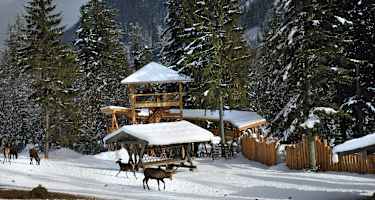 Wildtierfütterung im Klausbachtal