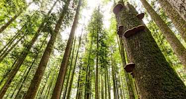 Der dichte Wald rund um den Zinnkopf