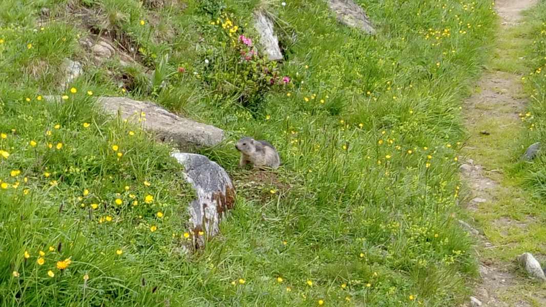 Murmeltier bei der Lanischhütte