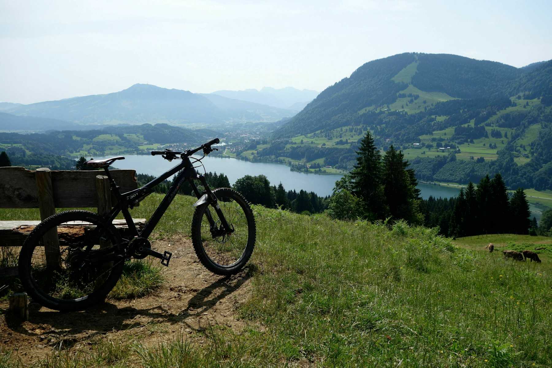 rennrad occasion Rose Reveal Sechs Disc Ultegra Di2 Gebraucht | Generalüberholt audi pedalkappen automatik Nuprol Shades Airsoft Mesh Power:1.00