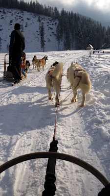 Huskys Tatra