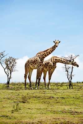 Reise Kilimanjaro