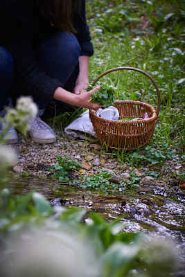 Wildkräutersammeln im Frühling