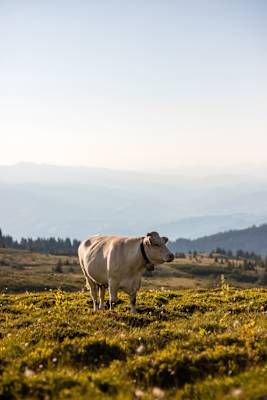 Kletterer gibt es auf der Koralpe kaum, dafür leisten einem viele neugierige Kühe gerne Gesellschaft