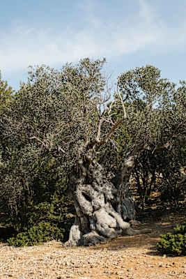 eholzknecht-240603-bergwelten-reisereportage_sifnos-2412_si202408300314