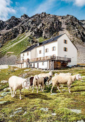 Schafe grasen vor der Düsseldorfer Hütte.