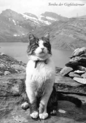 Kater-Tomba, die bergsteigende Katze, auf einer Postkarte