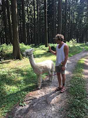 Alpakas Wandern