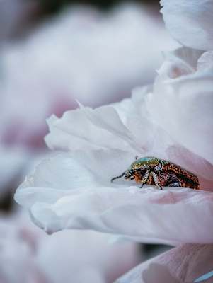 Makro Funktion, vivo x200 Pro