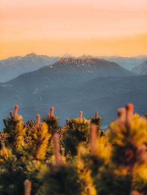 Bergwelten Fotowettbewerb Dein Blick auf die Berge Foto 1, Lawinenstein auf der Tauplitz: Blick durch die Latschen auf die Kammspitze im goldenen Alpenglühen.