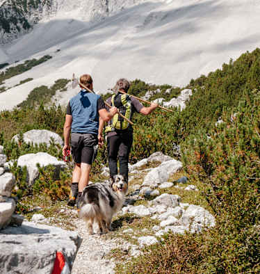 Wegwarte mit Hund
