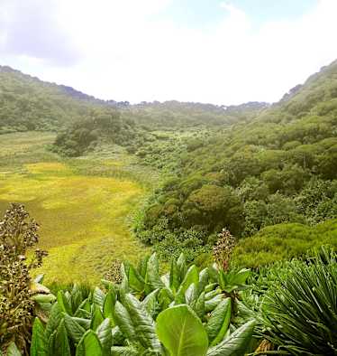 Virungas Berggorillas Reise