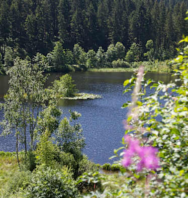 Der Sankenbachsee