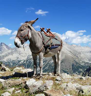 Mit dem Esel durch die französischen Alpen
