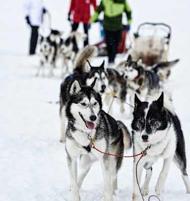 Die Schlittenhunde ziehen die Gruppe.
