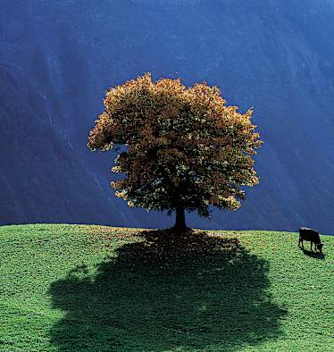 Kanton Uri Herbst
