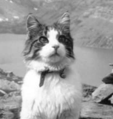 Kater Tomba