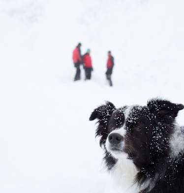 Lawinenhund Tirol