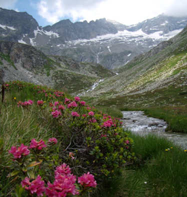 Das Zillertal - hier mitten im Hochgebirgsnaturpark Zillertaler Alpen