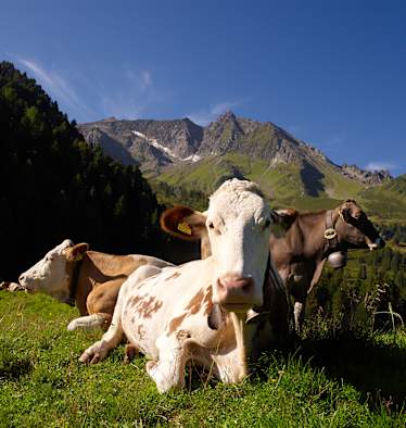 Kühe