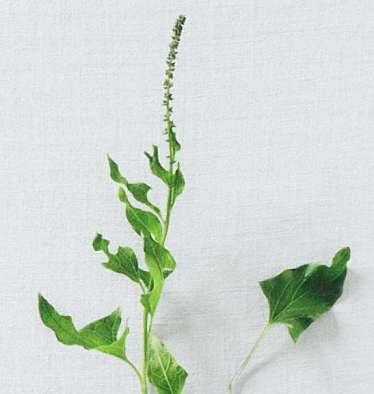 Alpine Delikatesse: Guter Heinrich