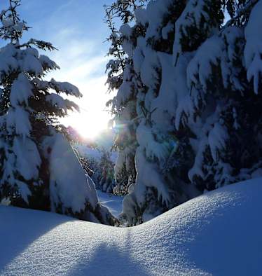 Winterwald