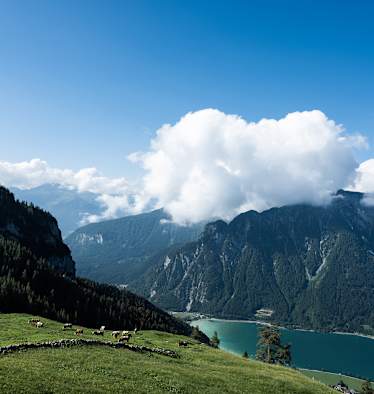Blick von der Dalfazalm mit weidenden Kühen hinunter auf den Achensee in Tirol.