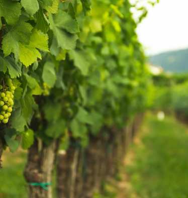 Weinreben