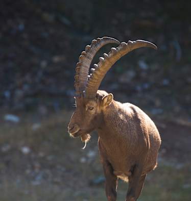 Steinbock