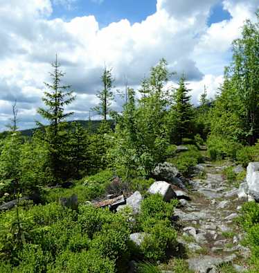 bayerischer-wald