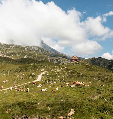 Die Franz-Fischer-Hütte im Naturpark Riedingtal mit Weidevieh und Zufahrtsweg