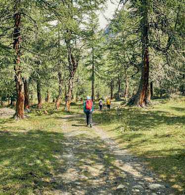 Dorfertal Osttirol Wald