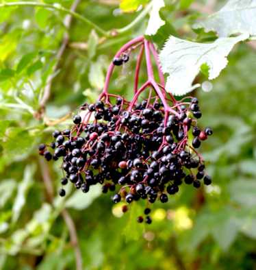 Der Holunder (Sambucus) zählt zur Familie der Moschuskrautgewächse und ist ab Ende Juli erntereif