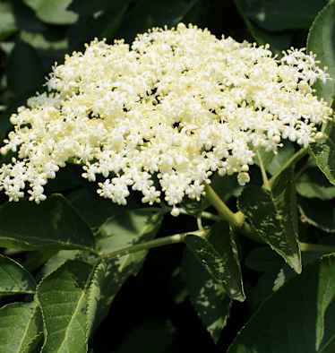 Holunderblüten