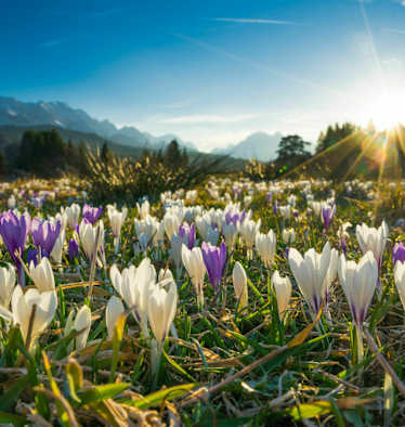 Frühling in Bayern: Krokuswiese bei Krün