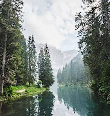 Wald in Südtirol